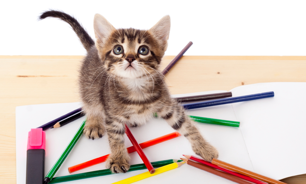 kitten playing with colored pencils on a desk