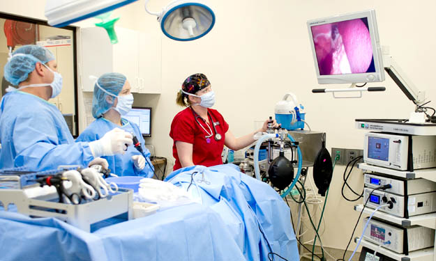minimally invasive surgery at vista veterinary specialists