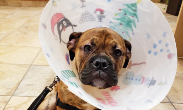 boxer puppy in christmas cone