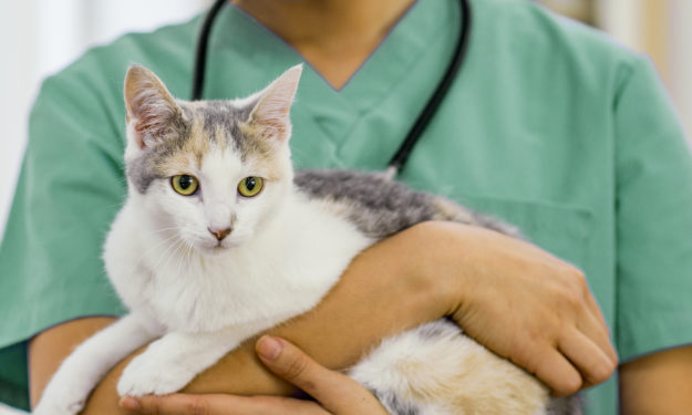 Cat in arms of doctor at hospital
