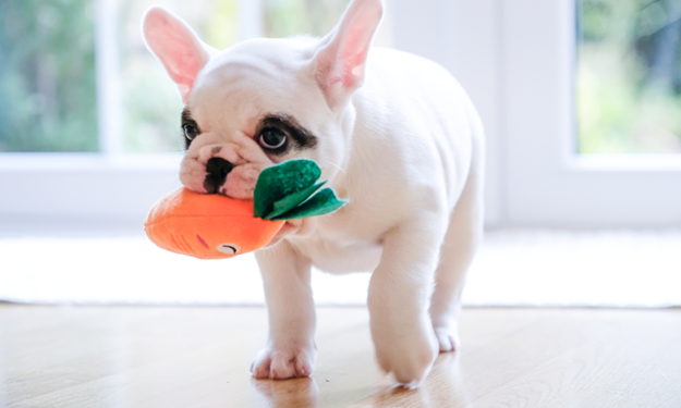 puppy with toy in mouth