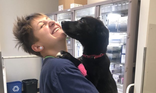 A black Lab-mix pup thanking his veterinary technician nurse with sweet puppy kisses