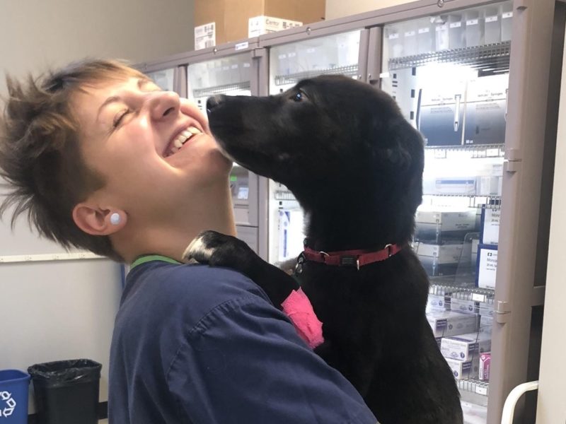 A black Lab-mix pup thanking his veterinary technician nurse with sweet puppy kisses